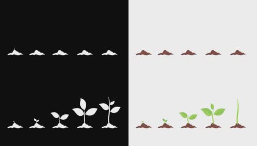 绿芽集，小生长植物卡通图形，哑光-完成，4K分辨率。高清在线视频素材下载