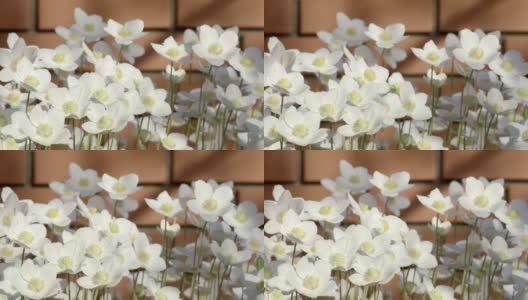 春天的银莲花在风中摇曳。大自然。白色银莲花(Anemone ranunculoides)自然背景。慢镜头特写高清在线视频素材下载