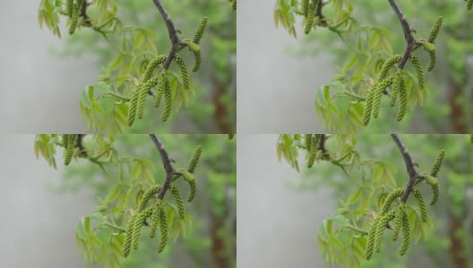 春天核桃树开花。早春时节，核桃树枝上盛开的核桃花。高清在线视频素材下载