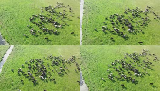 牛在溪边生态清洁的空地上高清在线视频素材下载