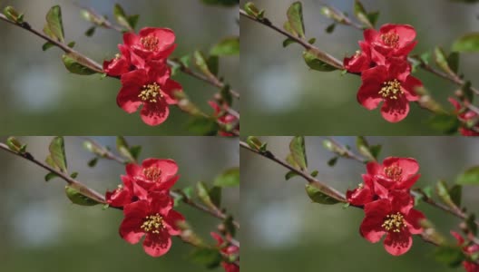 日本红榅桲树的花高清在线视频素材下载