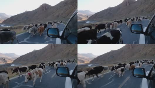 牦牛在西藏的路上行走高清在线视频素材下载
