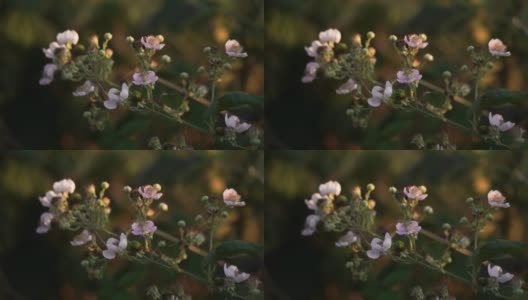 黑莓的花朵在风中摇曳，在黄昏的灯光中摇曳高清在线视频素材下载