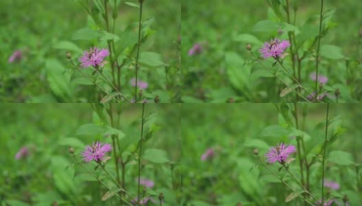紫粉斯托克斯紫菀花2高清在线视频素材下载