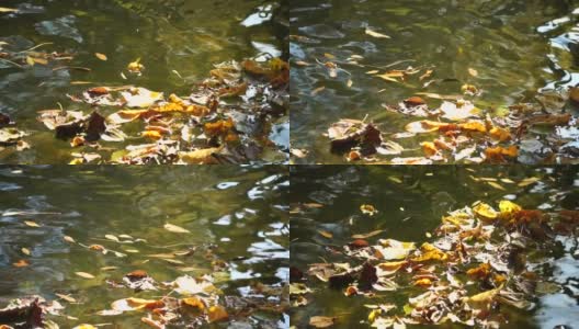 一个平静的淡水小溪与明亮的秋天树叶的特写。水面的缓慢运动随着太阳的反射平静地流动。大自然的秋景高清在线视频素材下载