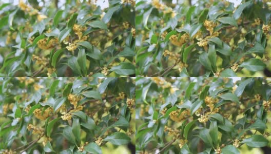 一簇簇黄色的桂花在桂树的绿叶间绽放，散发着芬芳高清在线视频素材下载
