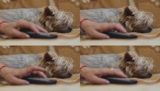 狗和人在家里的日常生活。一个女人的手在遥控器上切换频道，而狗狗在附近安静地睡觉。Yoksher梗犬小狗在沙发上休息。有选择性的重点高清在线视频素材下载
