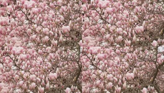 奇异的木兰树与奇异的芳香的花蕾高清在线视频素材下载