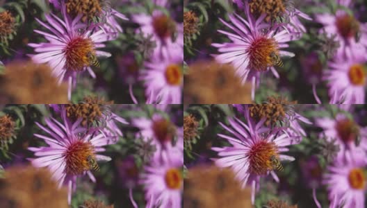 (lat。食蚜蝇(syphus ribesii)从多年生紫菀的花中采集花蜜和花粉。秋天高清在线视频素材下载