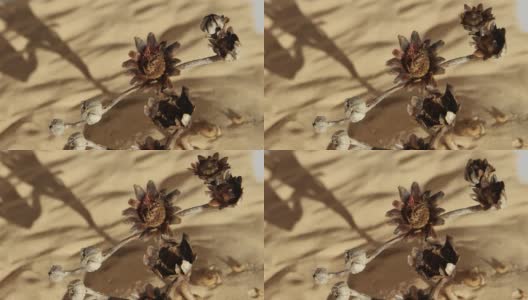沙漠里的一滴水会开出一朵花高清在线视频素材下载