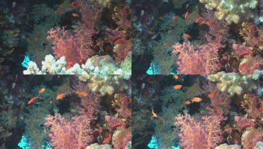 一群生活在红海水下软珊瑚中的鱼。高清在线视频素材下载