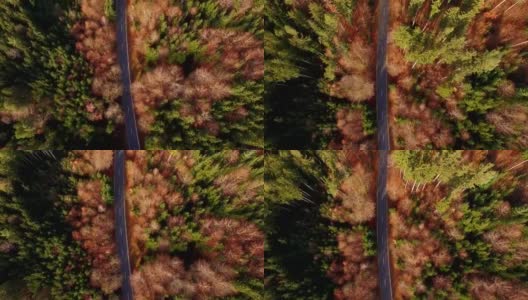 鸟瞰图:秋天巴伐利亚森林里的乡村道路高清在线视频素材下载
