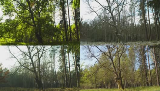 四季-森林中的橡树高清在线视频素材下载