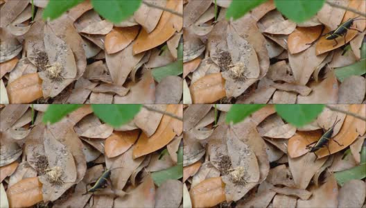 五颜六色的蚱蜢走过树叶高清在线视频素材下载