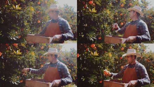 Farmer picking fresh oranges on sunny day in spring高清在线视频素材下载