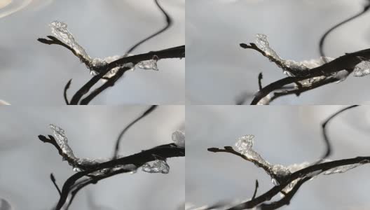 冰在树枝上。太阳和霜冻。高清在线视频素材下载