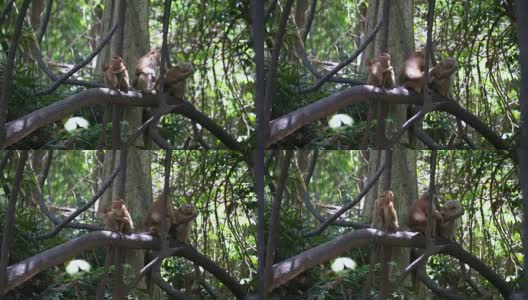 猴子生活在泰国普吉岛的一片天然森林里。高清在线视频素材下载