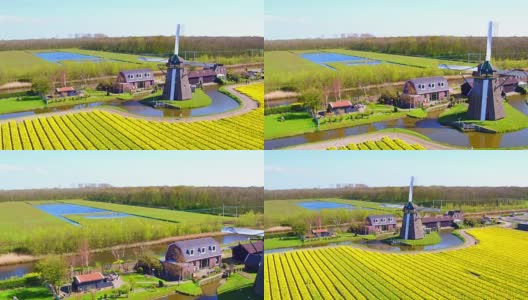 来自荷兰乡村传统的盛开的郁金香田高清在线视频素材下载