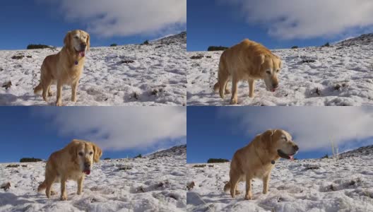 镜头稳定地拍摄了在山上奔跑的金毛猎犬。高清在线视频素材下载