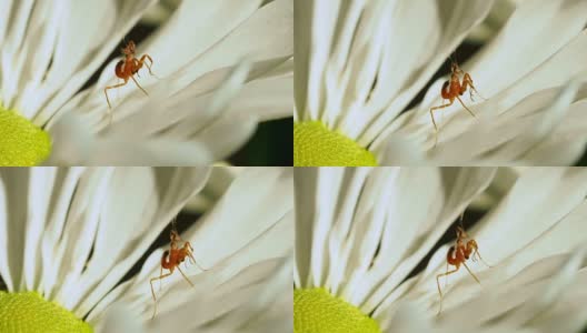 花中的小螳螂高清在线视频素材下载