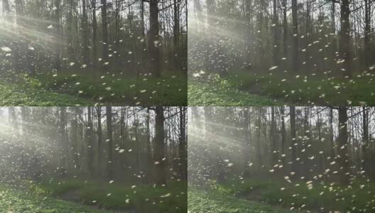 成群的蚊子，成群的摇蚊在早春的公园里用背光照射高清在线视频素材下载