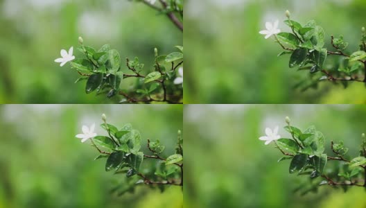 在清晨雨后的花园中，贴近新鲜的绿叶枝带着白色的一朵花，清新的雨后时间概念，4K Dci分辨率高清在线视频素材下载