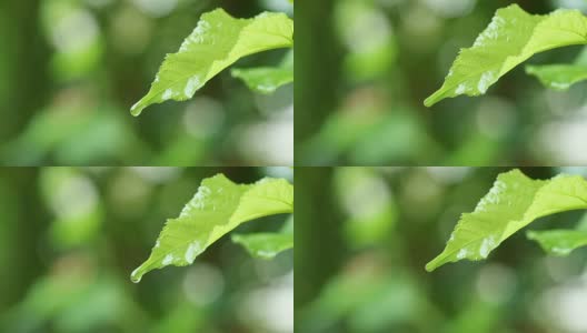 水珠以清新的绿叶为背景，近距离的露珠从树叶上落下高清在线视频素材下载