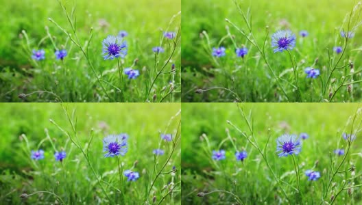 阳光明媚的夏日田野上开着矢车菊高清在线视频素材下载