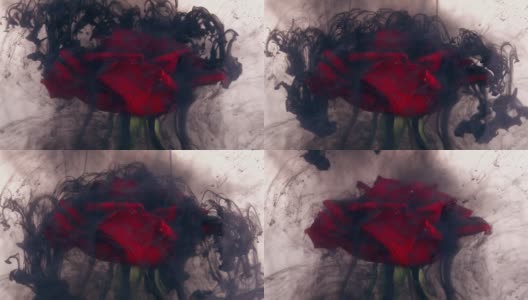 这是一张美丽的玫瑰和墨水在水中混合的照片高清在线视频素材下载