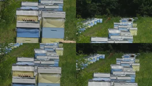 林中空地上的养蜂场。生产蜂蜜。养蜂人在养蜂场收集蜂蜜。高清在线视频素材下载