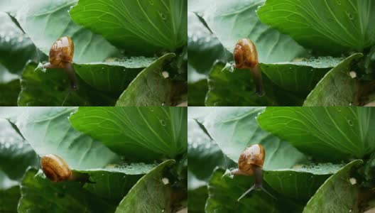 小蜗牛在雨中爬卷心菜叶。高清在线视频素材下载