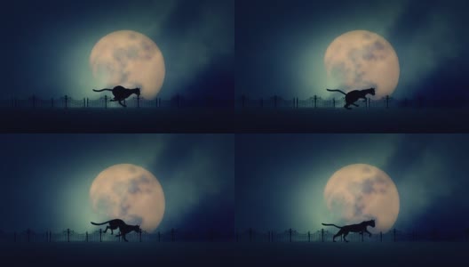 流浪猫在升起的满月背景上奔跑高清在线视频素材下载