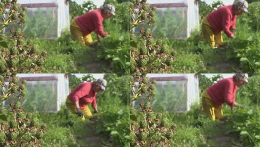 黑莓浆果生长在花园和农妇杂草植物高清在线视频素材下载