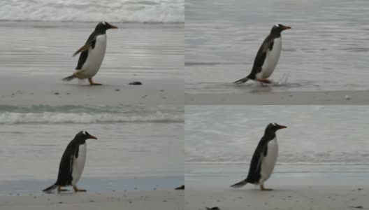 福克兰群岛:巴布亚企鹅在海滩上奔跑高清在线视频素材下载
