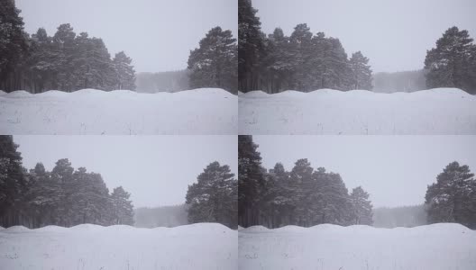 冬季降雪森林，林间空地睡着雪，松林吹雪。高清在线视频素材下载