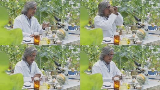 研究人员测试了甜瓜作物品种的甜度，用于研究和开发。高清在线视频素材下载