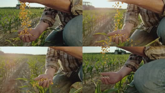 超级SLO MO农民在田里拔玉米粒高清在线视频素材下载