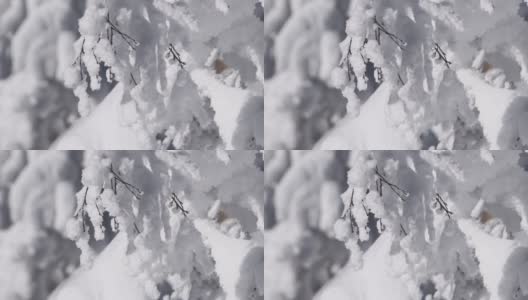 树枝在霜雪中随风摇摆高清在线视频素材下载