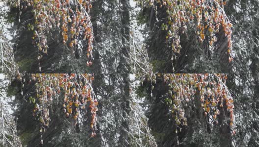 橙色的秋叶下的雪在森林里高清在线视频素材下载