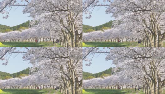 在阳光明媚的日子里，成排盛开的樱花树和幸福快乐的家庭高清在线视频素材下载