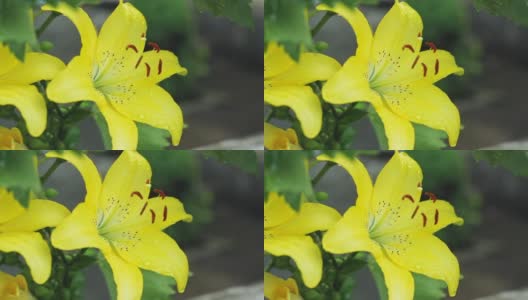 雨中黄色百合花的花蕾。雨点落在黄花上。高清在线视频素材下载
