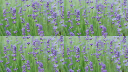 近距离的美丽盛开的薰衣草在风中摇曳。在普罗旺斯薰衣草紫色芳香的花。高清在线视频素材下载