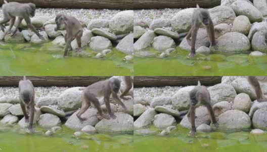 幼小的钻猴在水面上寻找食物高清在线视频素材下载