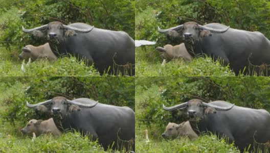 水牛在草地上吃草。高清在线视频素材下载