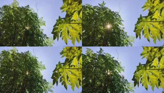明亮的阳光穿过树顶高清在线视频素材下载