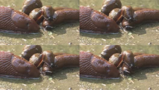 园艺害虫西班牙圆背蛞蝓正在打开它的和移动到收割过剩的攻击在欧洲。学名Arion vulgaris Arion lusitanicus高清在线视频素材下载