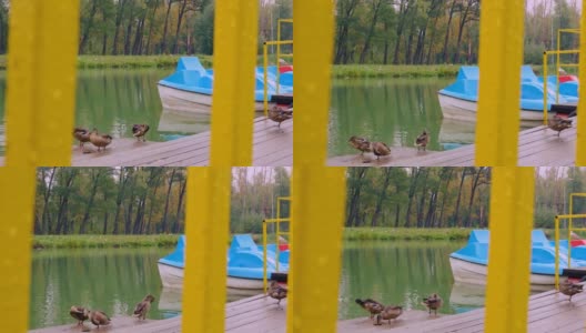 在公园里城市池塘的码头上，野鸭用嘴清理羽毛，一只鸟用一只爪子站着，嘴埋在羽毛里睡觉。城市里野生鸟类的生活高清在线视频素材下载