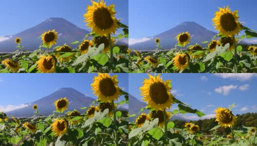 富士山和蓝天下的太阳花高清在线视频素材下载