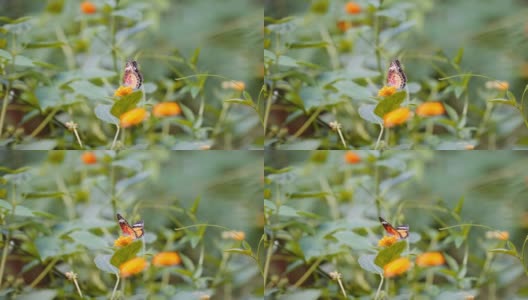 柳兰黄花上的蝴蝶夫人高清在线视频素材下载