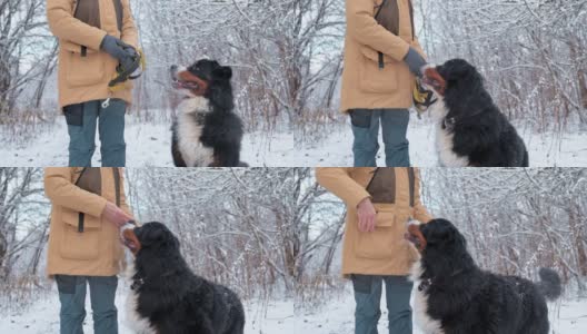 狗的训练。一名女子正在雪中森林里训练她的伯尔尼山狗，她正在口袋里寻找食物——慢镜头。高清在线视频素材下载
